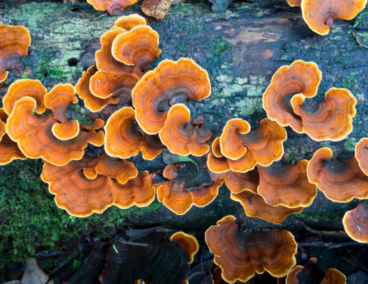 What are the Benefits of Turkey Tail&nbsp;Mushroom?